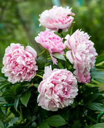 Fernleaf Peony Paeonia tenuifolia for planting in flower bed