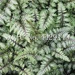 Fern Dark Pink Plant Seeds for Planting heirloom & Non-GMO Seeds Dhara Seeds