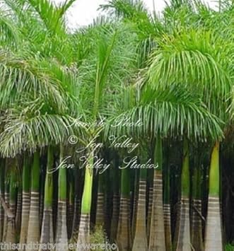 Green Palm - Heirloom, Non - Gmo Seeds
