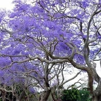 Blue Jacaranda Flower - Heirloom, Non - Gmo Seeds