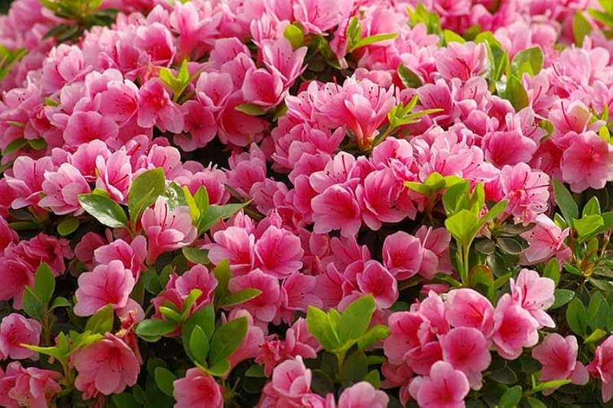 Azalea Flower Seeds ( , Beautiful Garden Flowers)