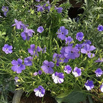 Blue Oculata Flower Seeds for Planting - NON GMO Seeds Dhara Seeds