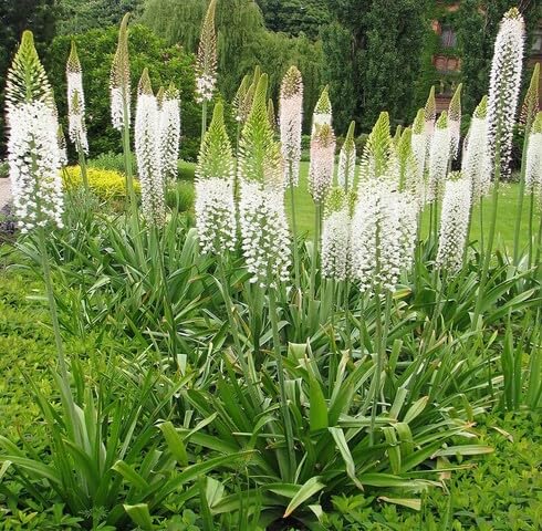White Eremurus Flower - Heirloom, Non - Gmo Seeds