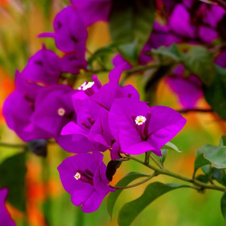 Bougainvillea Flower Seeds for Planting