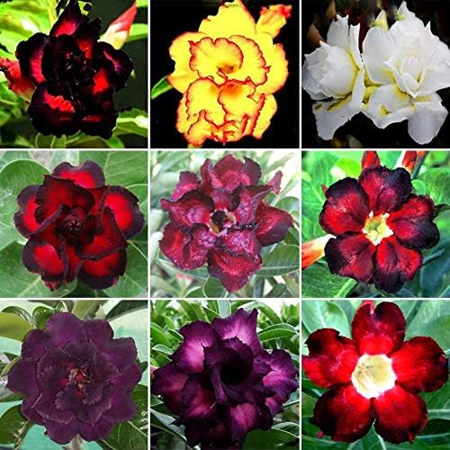 black desert rose seeds Adenium Obesum Seeds – Desert Rose for Home Garden & Indoor Pots –  Dharaseeds