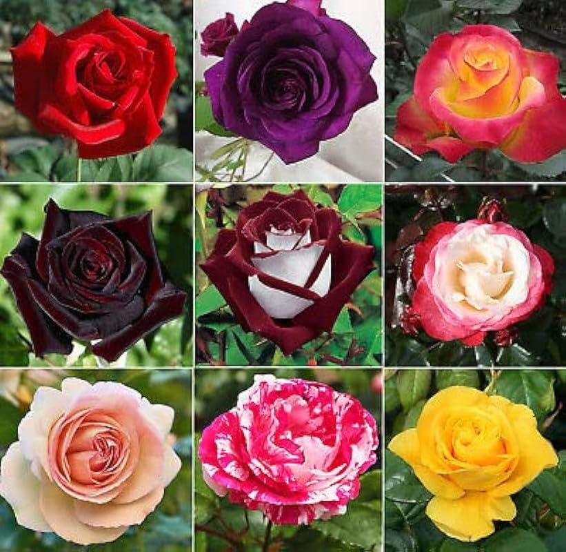 Agrostemma Rose Seeds – Kornrade Rose Blooms – Seeds