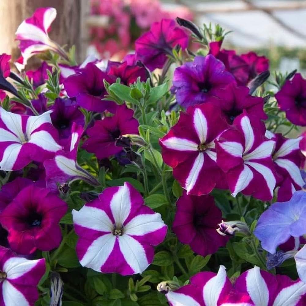 Rare Organic Petunia Seeds (Various Colors)