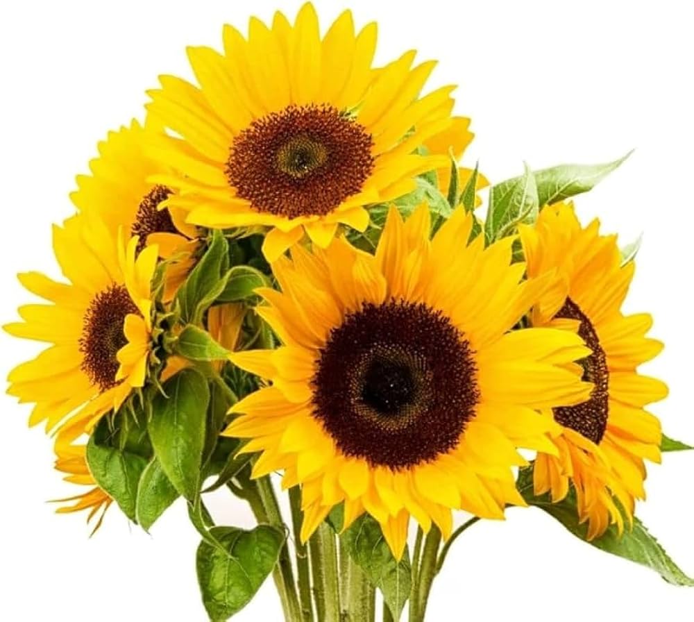 Sunflower Helianthus annuus Zohar flower seeds for planting in pollinator-friendly backyard garden beds