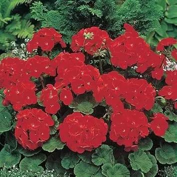 Geranium Deep Red Flower Seeds for Garden Planting - NON GMO Seeds Dhara Seeds