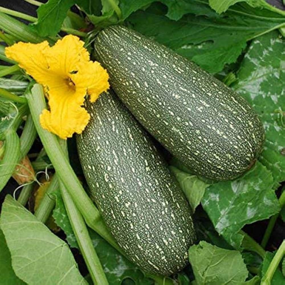 Zucchini Cucurbita Pepo Gray Heirloom Vegetable Seeds for Planting – Suitable for Kitchen Garden and Summer Harvest