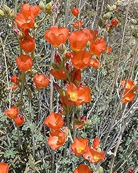 Orange Sphaeralcea Flower Seeds for Planting - 100 pcs
