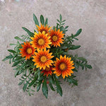 Orange Peacock Gazania Gazania rigens seeds for planting in flower bed