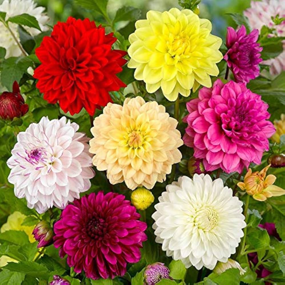 Misti Dalia Flower Seeds for elegant garden color