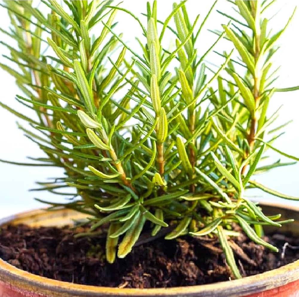 Golden Rn Rosemary Plant Seeds for Planting-Heirloom & Non-GMO Seeds for planting – Fresh Herb for Your Garden