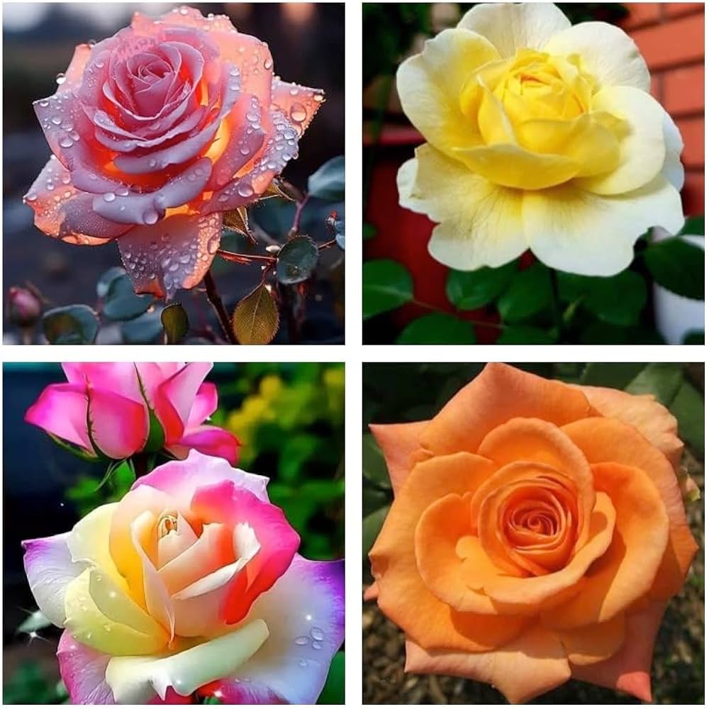 Mixed Rose Rosa spp. Seeds for Planting - Ideal for Flower Bed & Garden