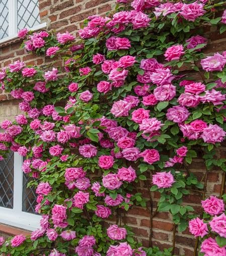 Pink Climbing Rose Flower - Heirloom, Non - Gmo Seeds