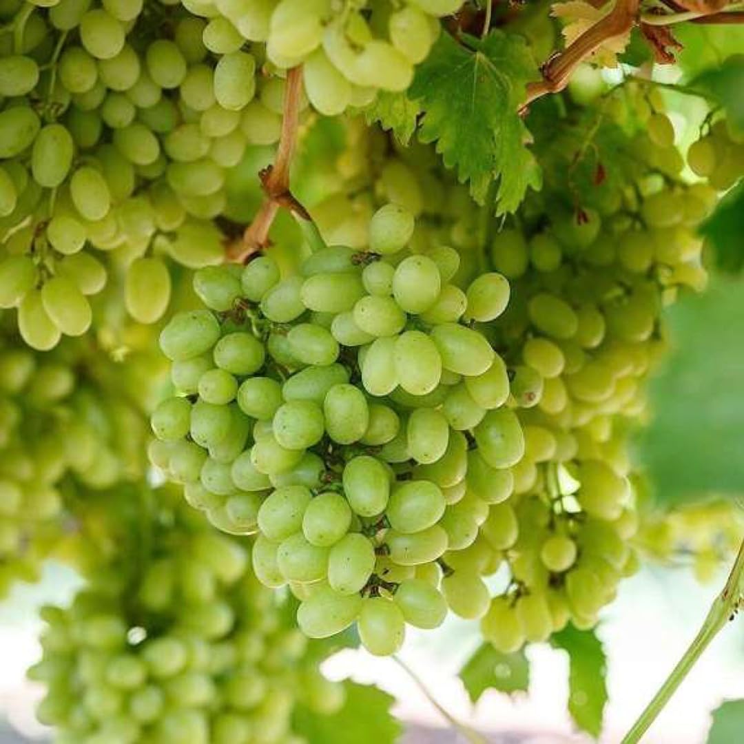 Water Grape Fruit Vitis vinifera Seeds for Planting in Urban Garden