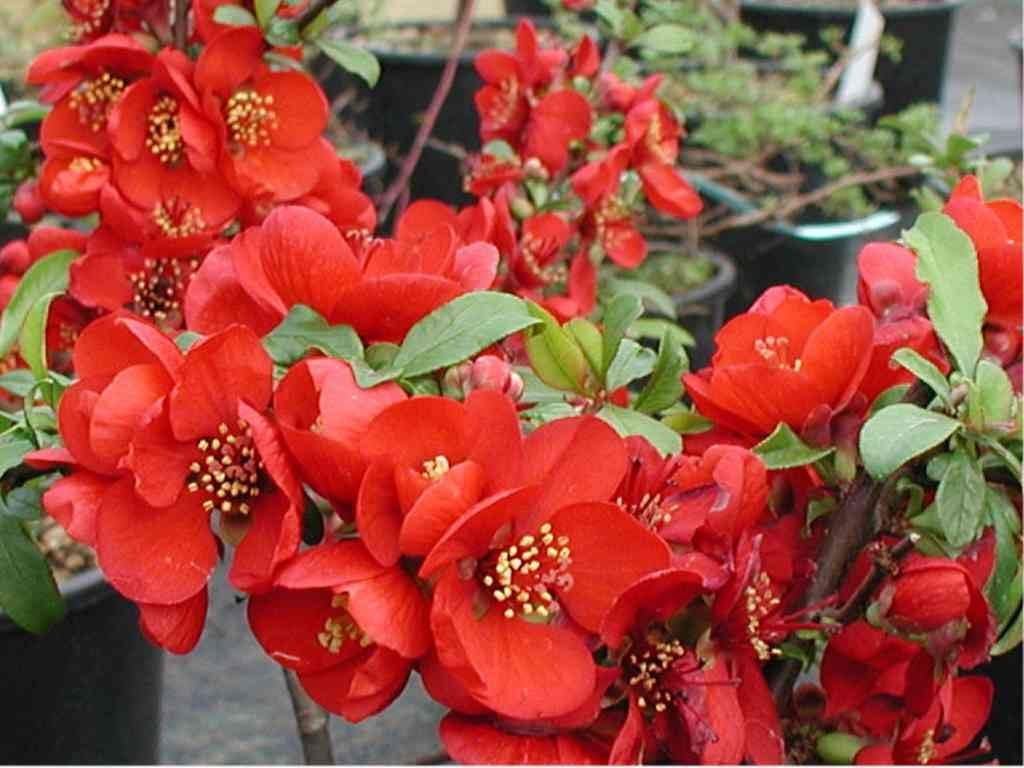 Enana Roja Flower Seeds for Planting – Fresh, Organic, Heirloom, Non-GMO Dwarf Red Blooms for planting in your garden.