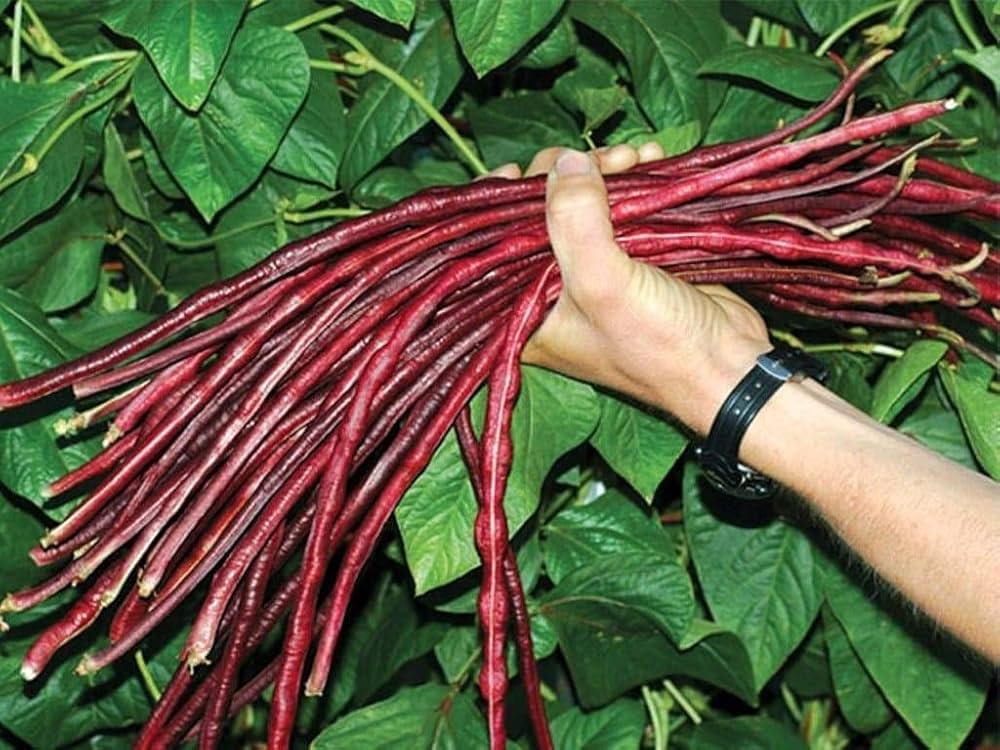 Yardlong Bean Seeds Vigna unguiculata for Planting in Vegetable Patch or Mini Garden