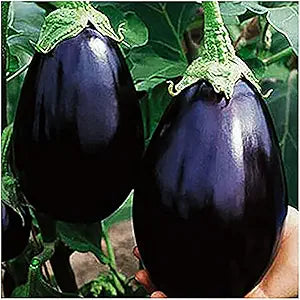 Organic Black Beauty eggplant Solanum melongena seeds for garden