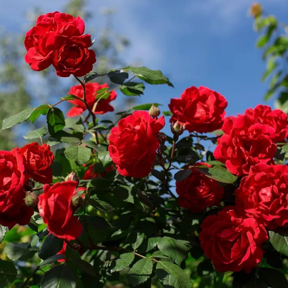 Rare Rose Mix (Rosa spp.) seeds for garden or bonsai planting