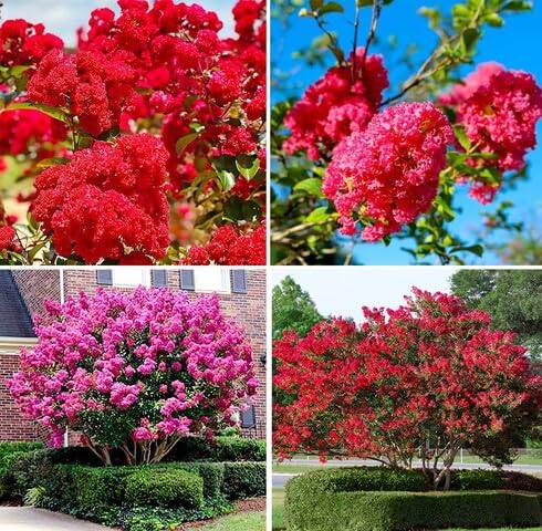 Red Lagerstroemia Flower - Heirloom, Non - Gmo Seeds