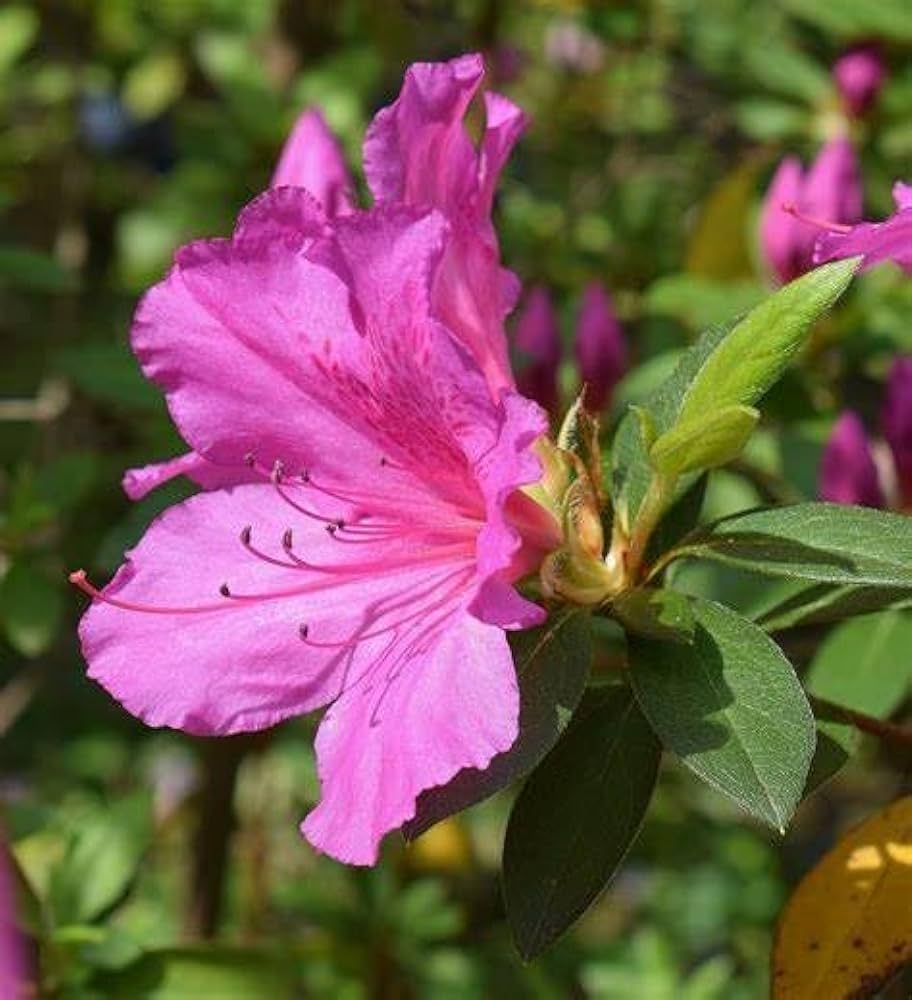 Azalea Rhododendron Flower Seeds for Planting in Garden