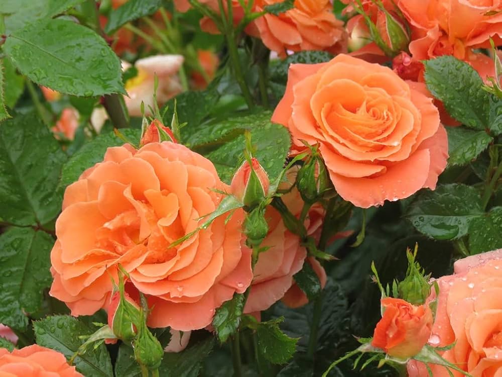 Orange Climbing Climber Rose Rosa spp. Flower Seeds for Planting