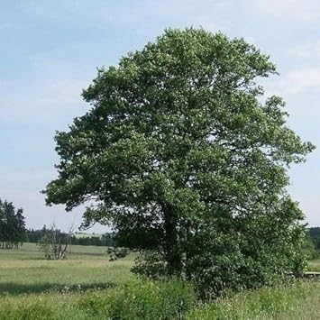 Green Giant Tree Heirloom Non Gmo Image