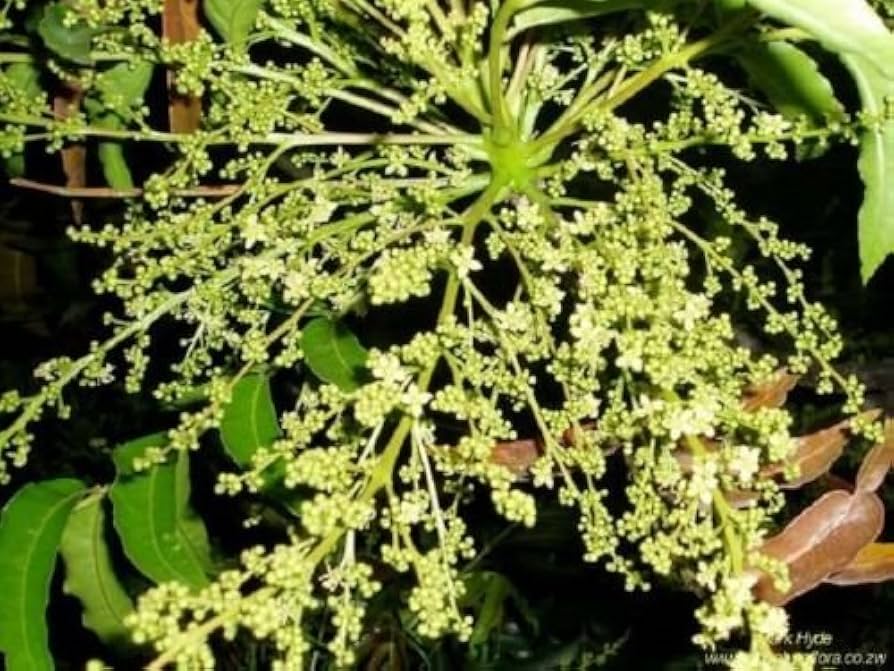 Kaffir Plum Dovyalis caffra Plant Seeds for Planting