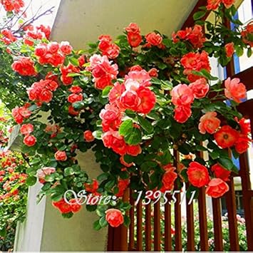 Orange Climbing Rose Flower - Heirloom, Non - Gmo Seeds