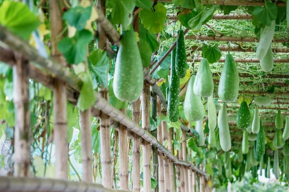 Bottle Gourd Lagenaria siceraria seeds for vegetable patch