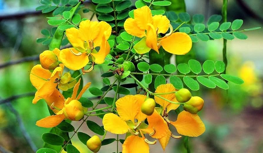 Cassia auriculata Seeds – Avaram Senna Bright Yellow Flowers – Seeds
