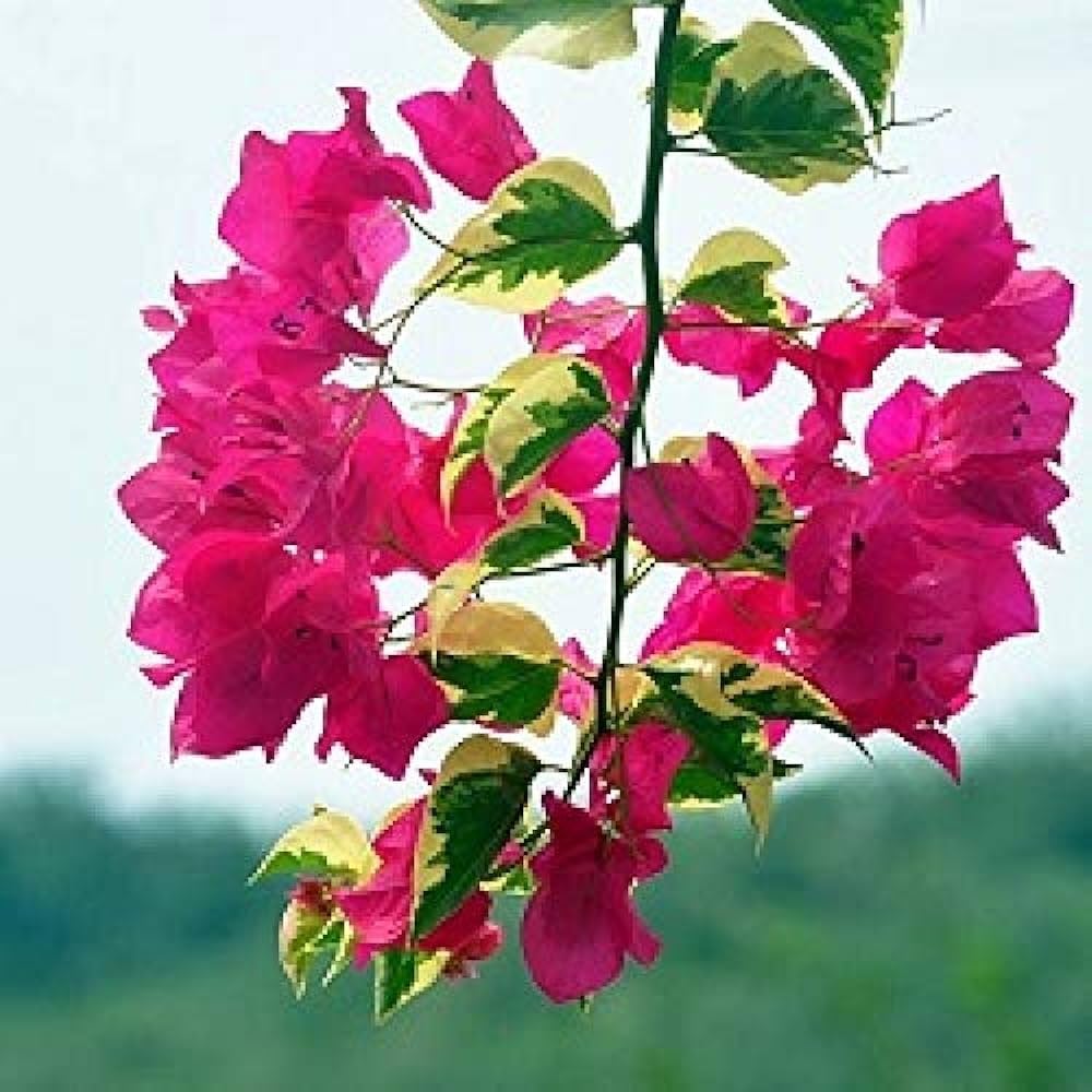 Bougainvillea Bougainvillea Glabra Bonsai Flower Seeds for Planting – Perfect for Balcony Garden and Miniature Landscaping