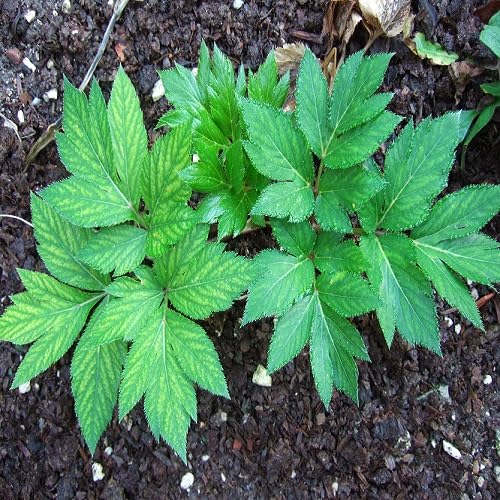 Heirloom Ashitaba seeds Tomorrow’s Leaf for home garden organic planting