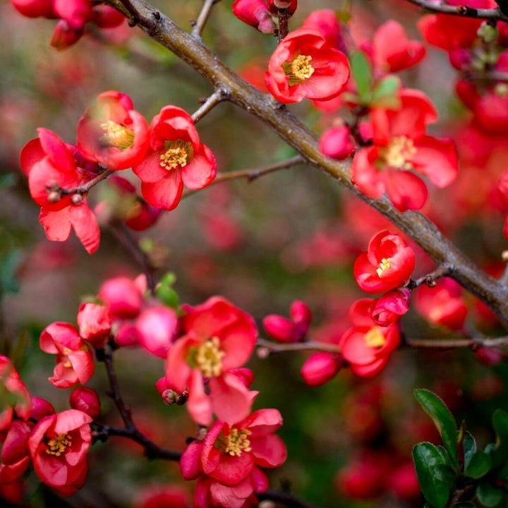 Enana Roja Flower Seeds for Planting – Fresh, Organic, Heirloom, Non-GMO Dwarf Red Blooms