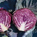 Red Drumhead cabbage – Brassica oleracea – vegetable seed