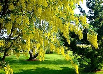 Yellow Ambizu Flower Seeds for Planting - 100