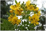 Cassia spectabilis – tropical yellow flowering tree planting
