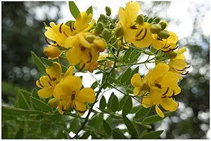 Cassia spectabilis – tropical yellow flowering tree planting