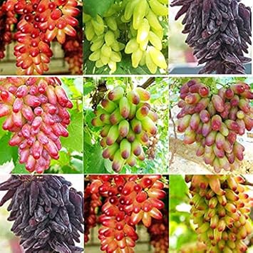 Mixed Sweet Seedless Grape Fruit Heirloom Non Gmo Image