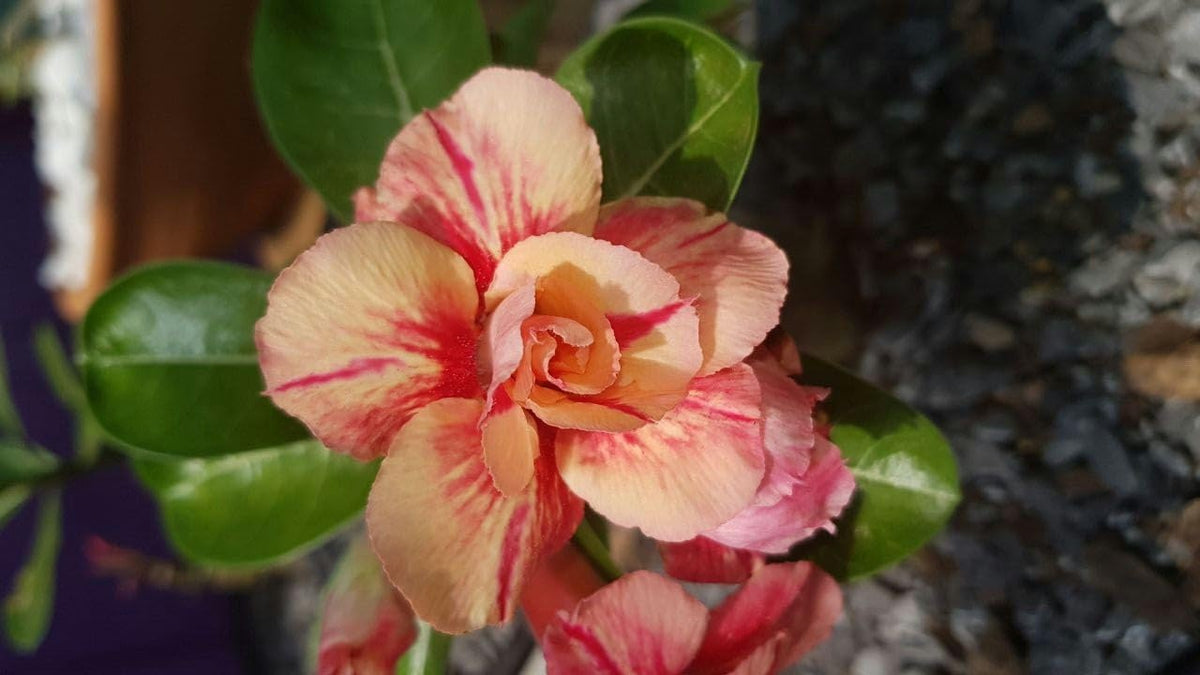 Desert Rose Adenium Obesum Orange Pink Flower Seeds for Planting
