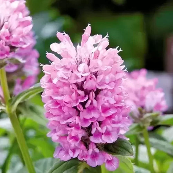 Nepeta Parnassica Plant Seeds for Planting 100