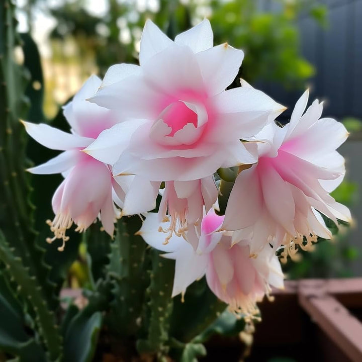 Weihnachtskaktus Flower Seeds for Planting - 100 pcs
