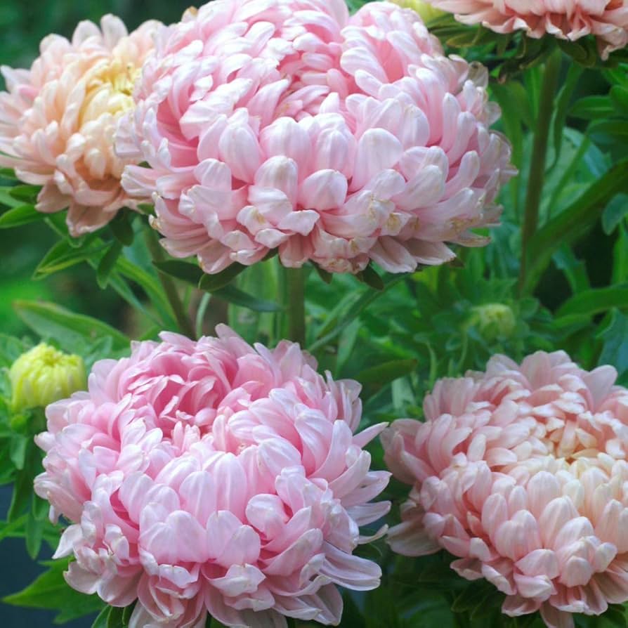Aster Callistephus chinensis 'Paeony Duchess Scarlet' Seeds for Planting for Flower Bed