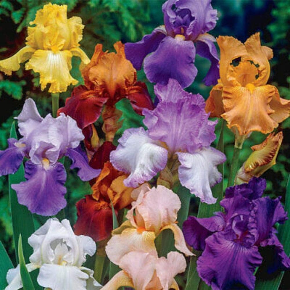 Re-Blooming Bearded Iris - Mix