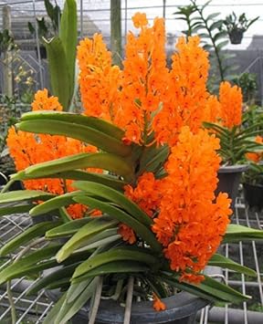 Orange Phalaenopsis Orchid Flower Seeds – Heirloom, Non-GMO, Elegant Pick for Garden Planting