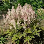 White Tiarella Foam Flower Planting Seeds for Garden NON GMO Seeds Dhara Seeds