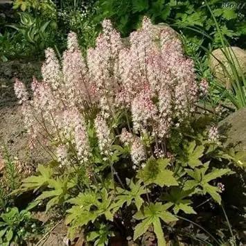 White Tiarella Foam Flower Planting Seeds for Garden NON GMO Seeds Dhara Seeds
