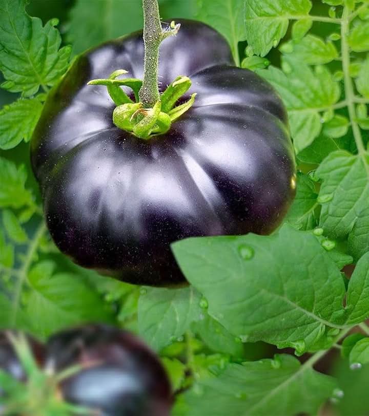 Gaint Black Tomato Seeds for Planting